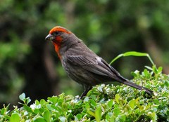 Haemorhous mexicanus