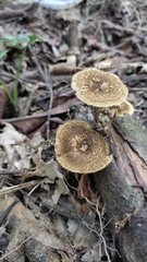 Lentinus crinitus