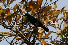 Cinnyris mariquensis