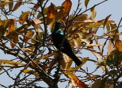 Cinnyris mariquensis