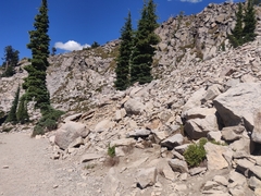 Cryptogramma cascadensis