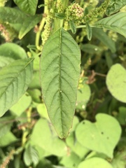 Amaranthus tuberculatus