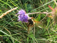 Sericomyia silentis