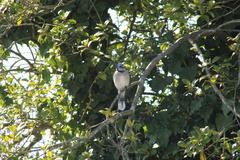 Cyanocitta cristata