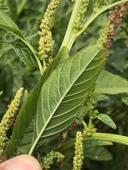 Amaranthus tuberculatus