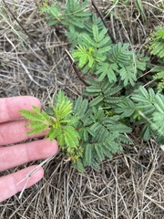 Desmanthus leptolobus