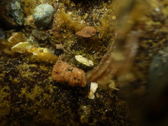 Hemigrapsus oregonensis