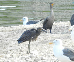 Nycticorax nycticorax