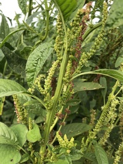 Amaranthus tuberculatus