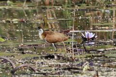 Actophilornis africanus