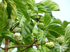 Battus polydamas