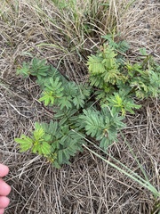 Desmanthus leptolobus