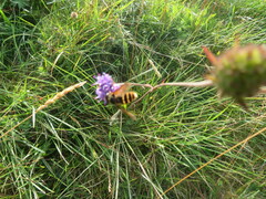 Sericomyia silentis