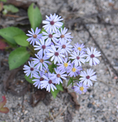 Symphyotrichum ciliolatum