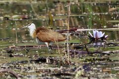 Actophilornis africanus