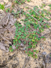 Euphorbia cordifolia