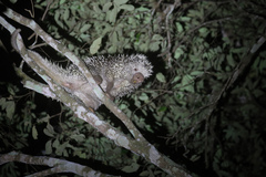 Coendou longicaudatus