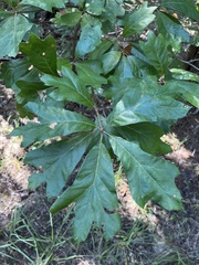Quercus marilandica