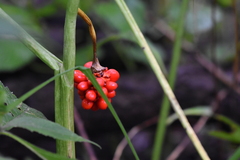 Arisaema triphyllum