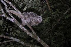 Coendou longicaudatus