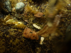 Hemigrapsus oregonensis