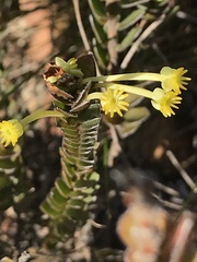 Struthiola argentea