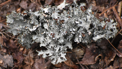 Platismatia tuckermanii