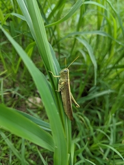 Schistocerca alutacea