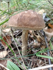 Leccinum scabrum
