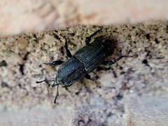 Sphenophorus