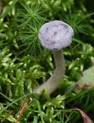 Cantharellula umbonata