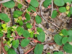 Euphorbia cordifolia