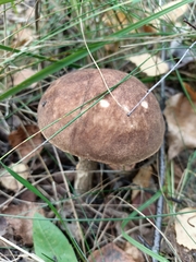 Leccinum scabrum