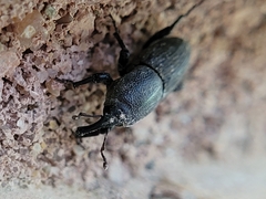 Sphenophorus