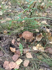 Leccinum scabrum