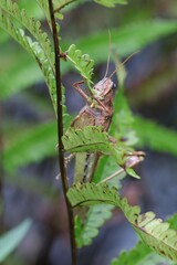 Schistocerca alutacea