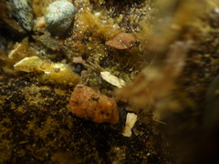 Hemigrapsus oregonensis