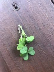 Oxalis dillenii