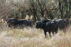 Syncerus caffer caffer