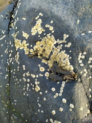 Semibalanus balanoides