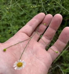 Boltonia asteroides