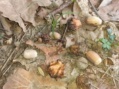 Andricus quercuscalicis