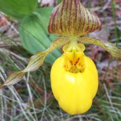 Cypripedium parviflorum pubescens