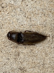 Elaterini