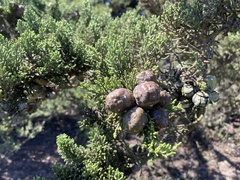 Cupressus macrocarpa