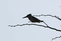 Ceryle rudis rudis