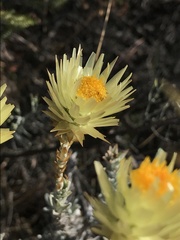 Syncarpha ferruginea