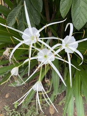 Hymenocallis