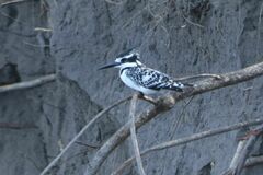 Ceryle rudis rudis