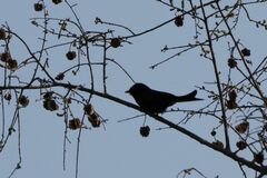 Dicrurus adsimilis apivorus